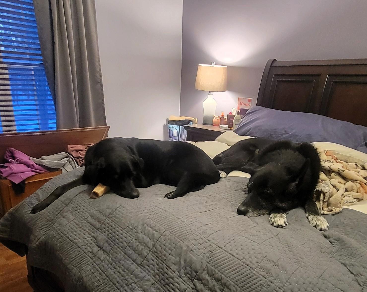 Enlarge Dori and Bobo - Bonded Pair, a Adoptable mixed breed in Warrington, PA image 4/6