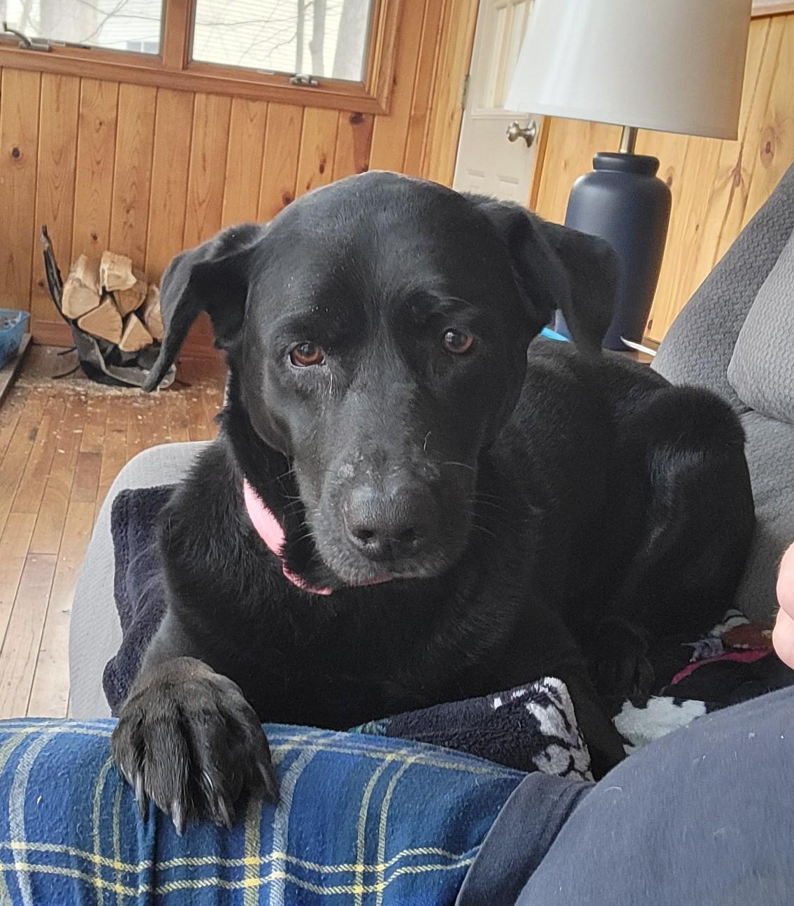 Enlarge Dori and Bobo - Bonded Pair, a Adoptable mixed breed in Warrington, PA image 2/6