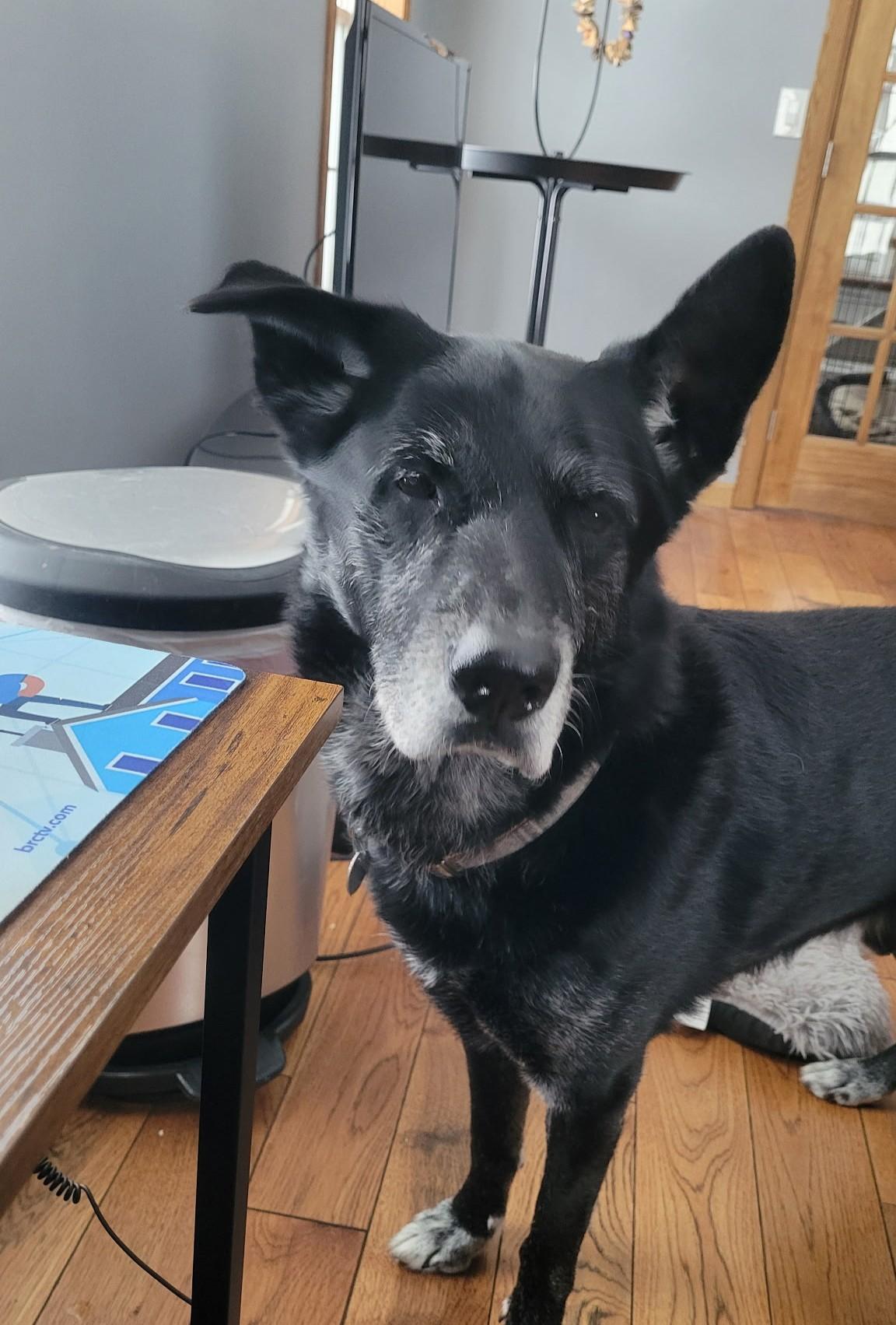 Enlarge Dori and Bobo - Bonded Pair, a Adoptable mixed breed in Warrington, PA image 6/6