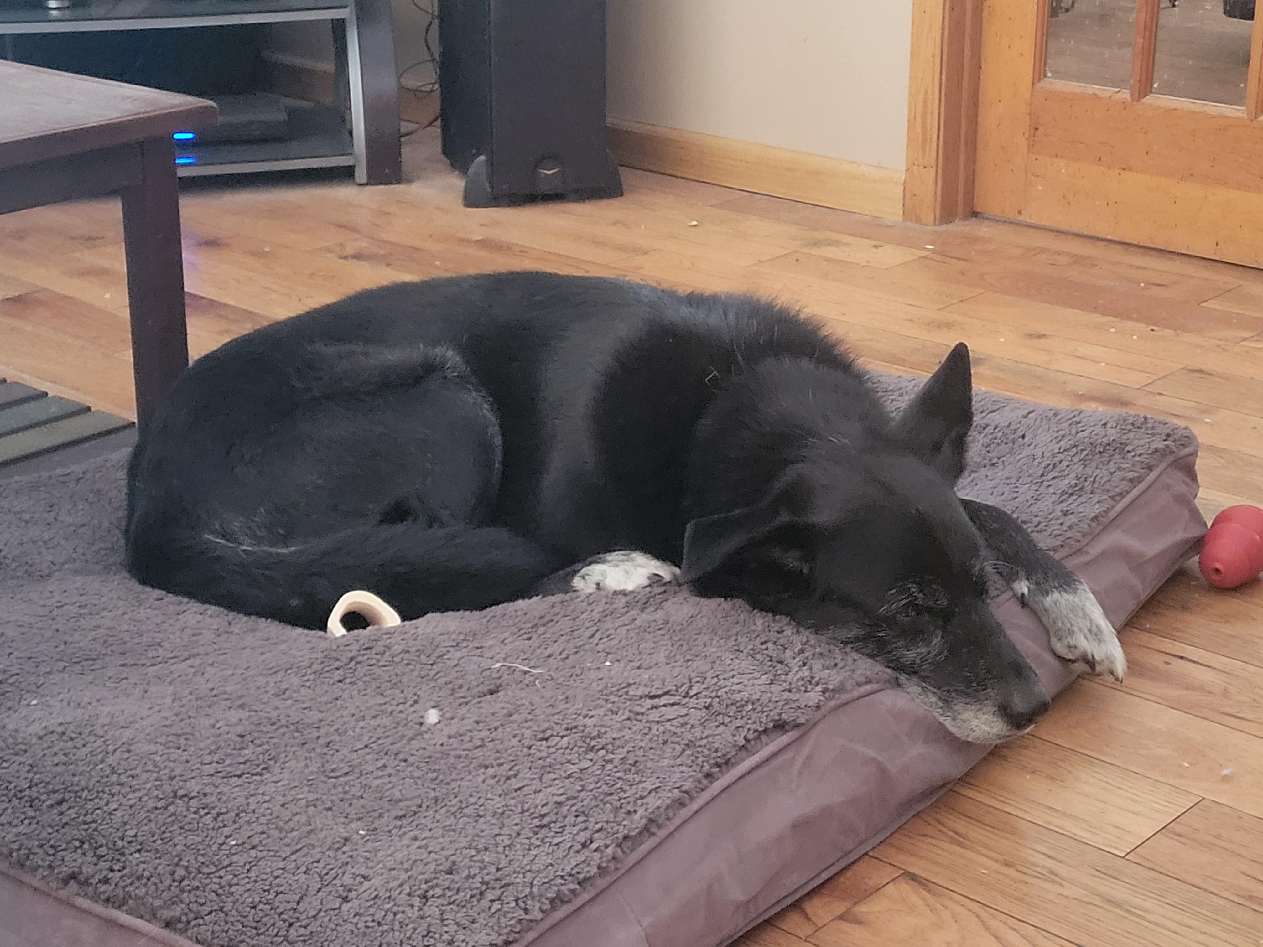 Enlarge Dori and Bobo - Bonded Pair, a Adoptable mixed breed in Warrington, PA image 3/6