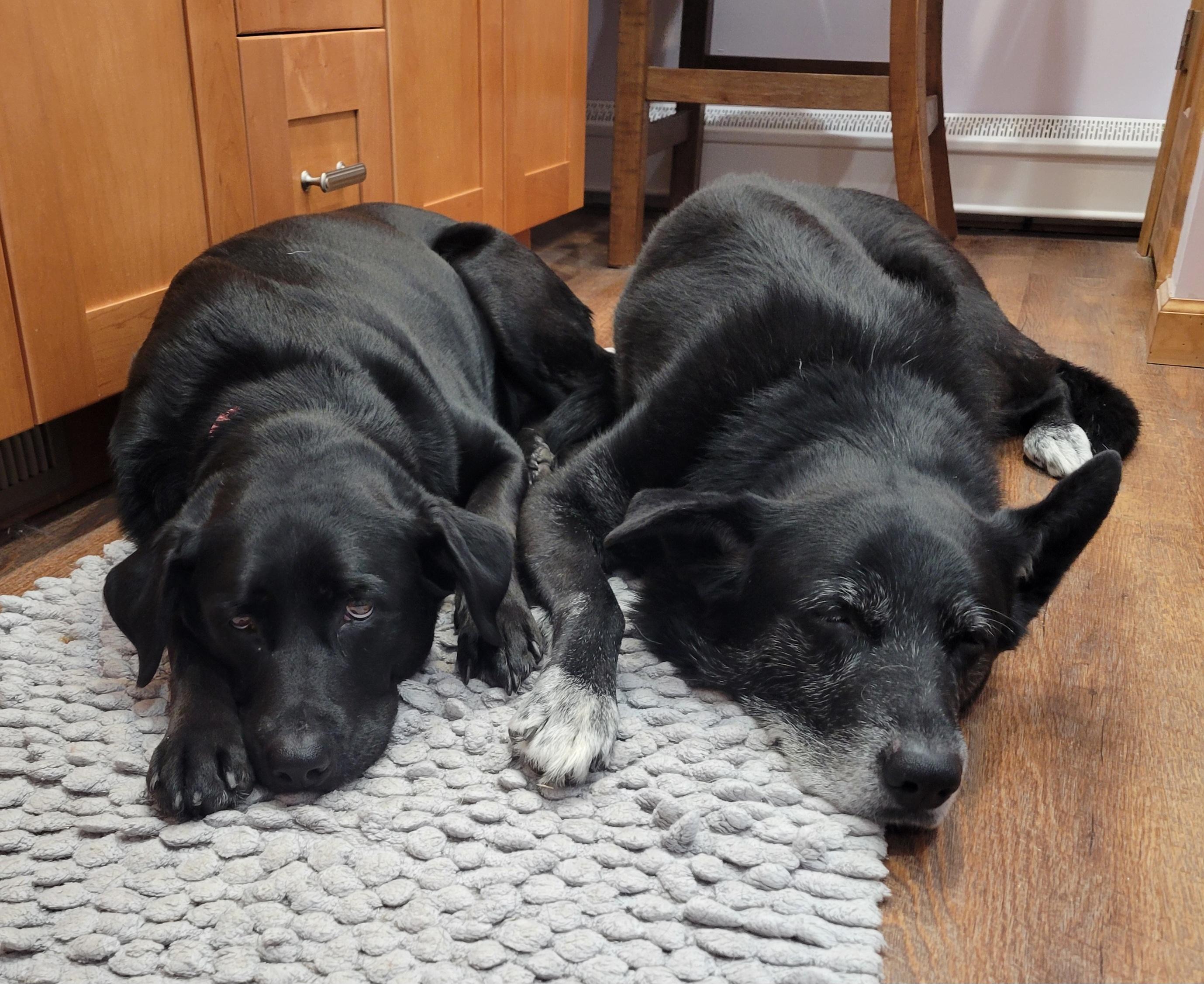 Enlarge Dori and Bobo - Bonded Pair, a Adoptable mixed breed in Warrington, PA image 1/6