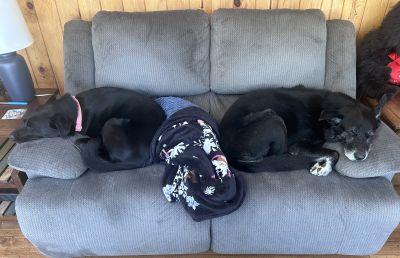 Enlarge Dori and Bobo - Bonded Pair, a Adoptable mixed breed in Warrington, PA image 5/6