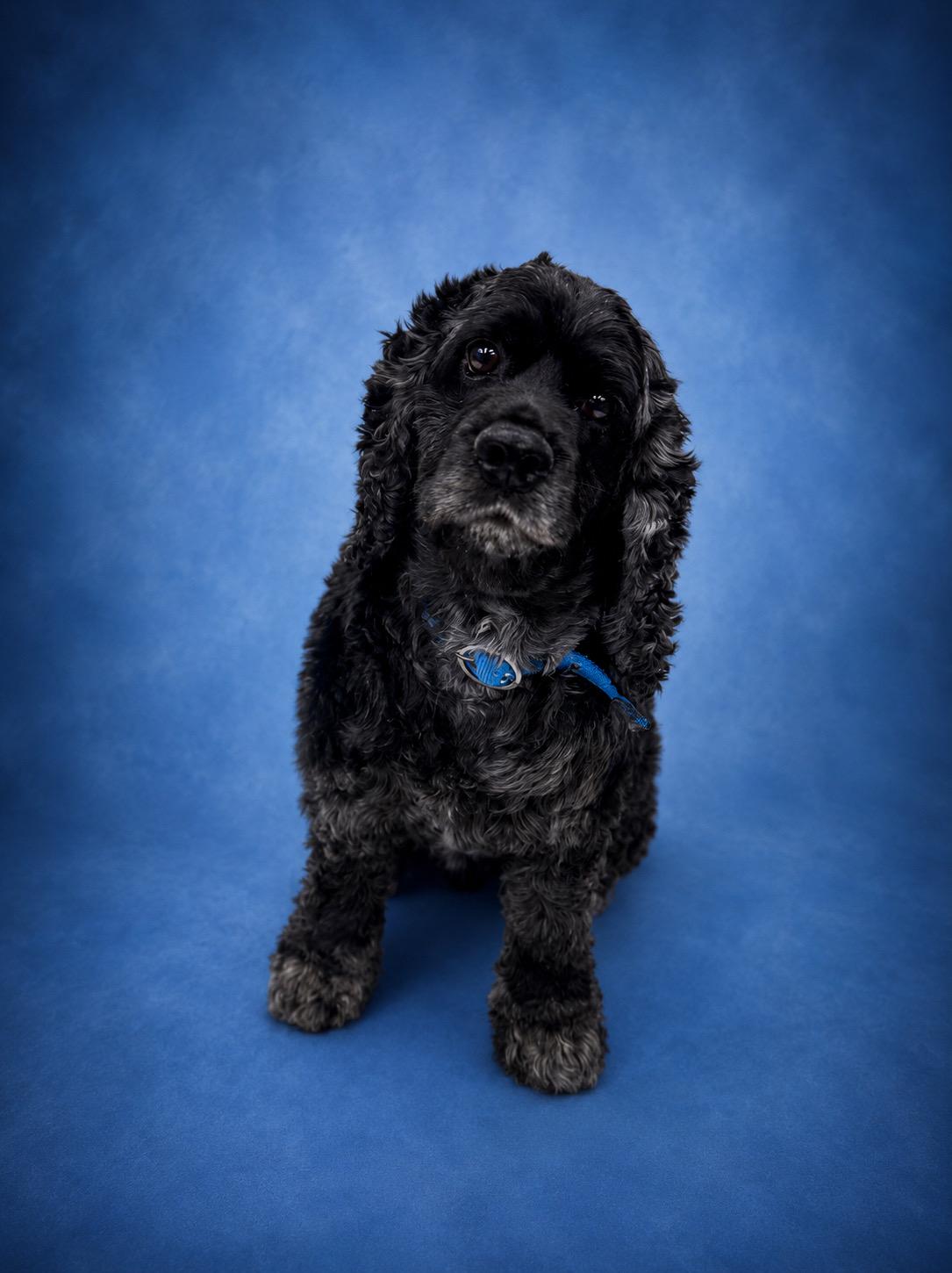Enlarge Bruno, a ADOPTABLE Cocker Spaniel in Waldorf, MD image 2/2