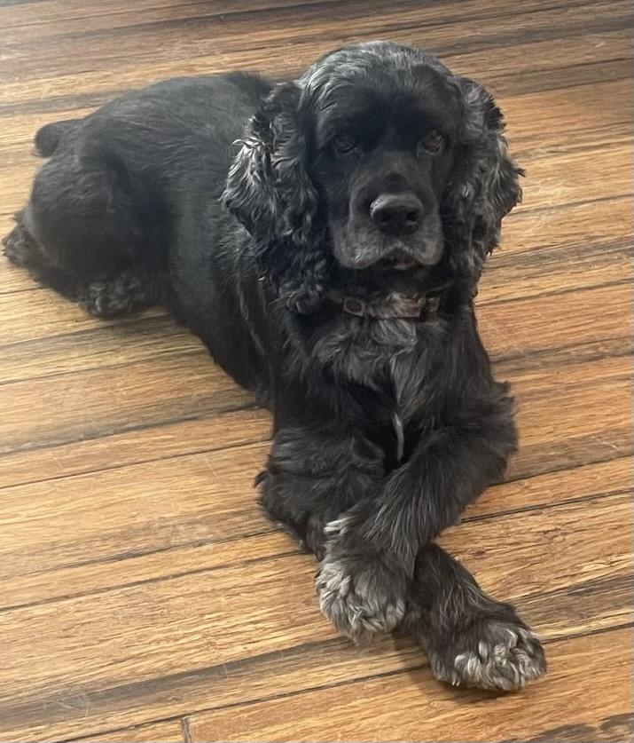 Bruno, ADOPTABLE, Adult Male Cocker Spaniel.
