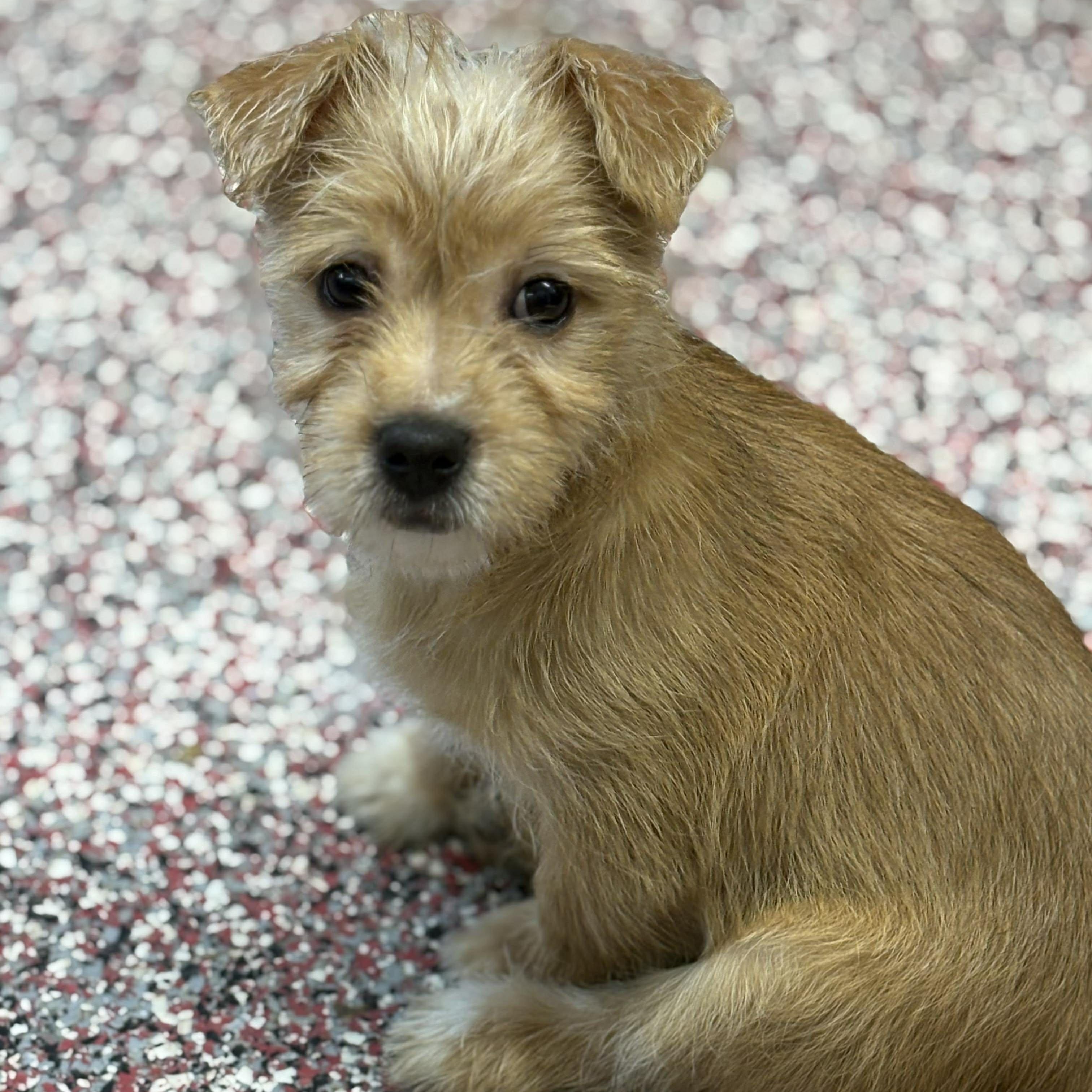 Theodore thumbnail 4