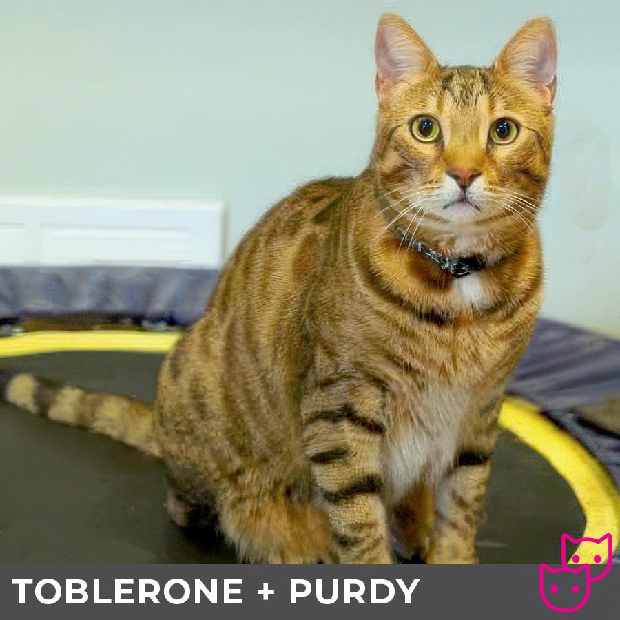 Toblerone (bonded with Purdy), an adoptable Domestic Short Hair, Bengal in Etobicoke, ON, M8W 2V4 | Photo Image 4