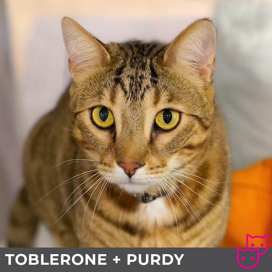 Toblerone (bonded with Purdy), Baby Male unknown