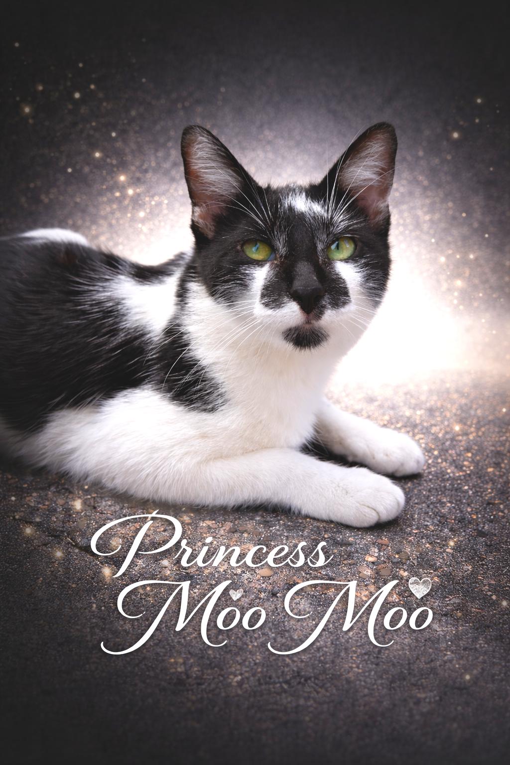 Princess Moo Moo, ADOPTABLE, Young Female Domestic Short Hair.