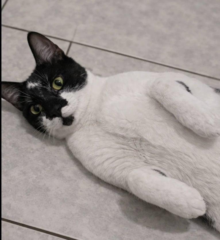 Enlarge Princess Moo Moo, a ADOPTABLE Domestic Short Hair in Houston, TX image 4/5