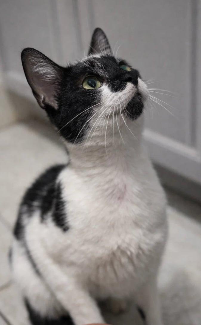 Enlarge Princess Moo Moo, a ADOPTABLE Domestic Short Hair in Houston, TX image 5/5