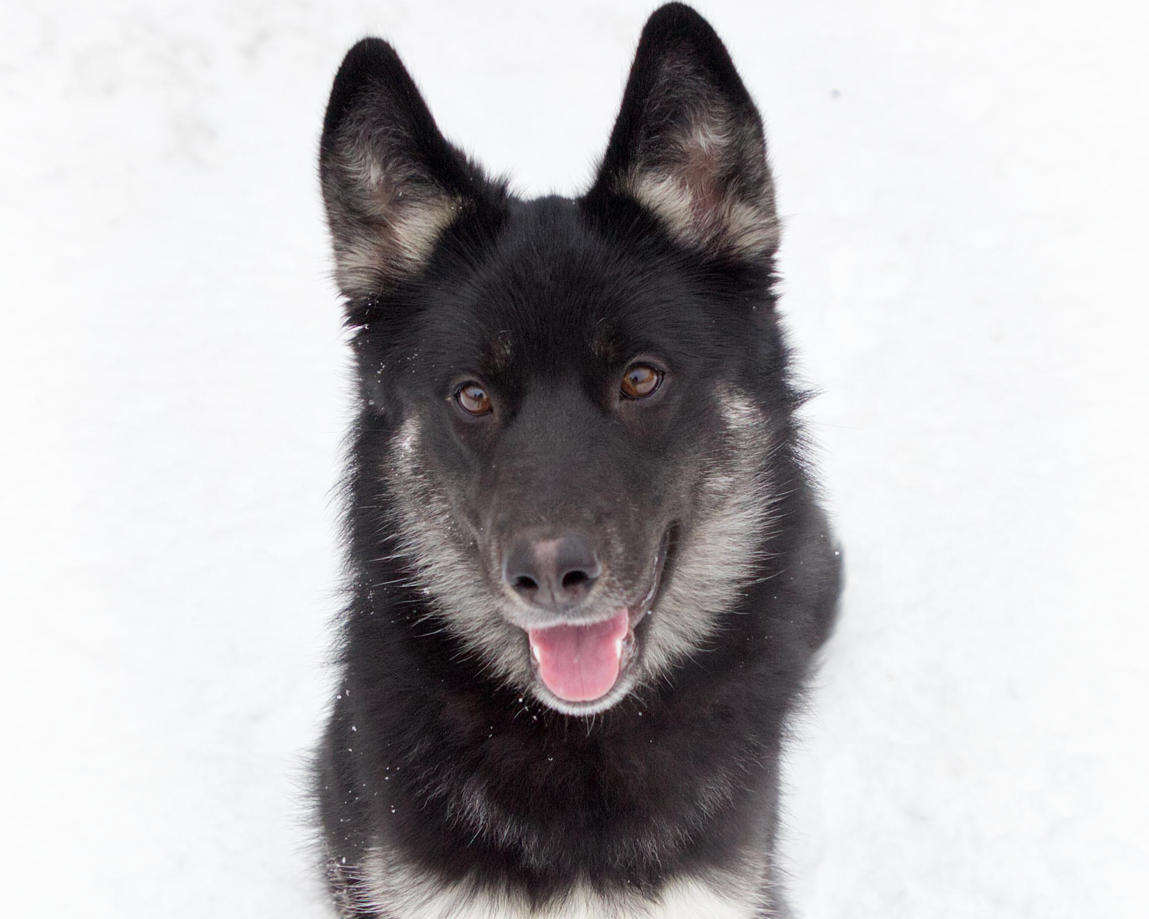 Arizona, adoptable, Young Female Shepherd.
