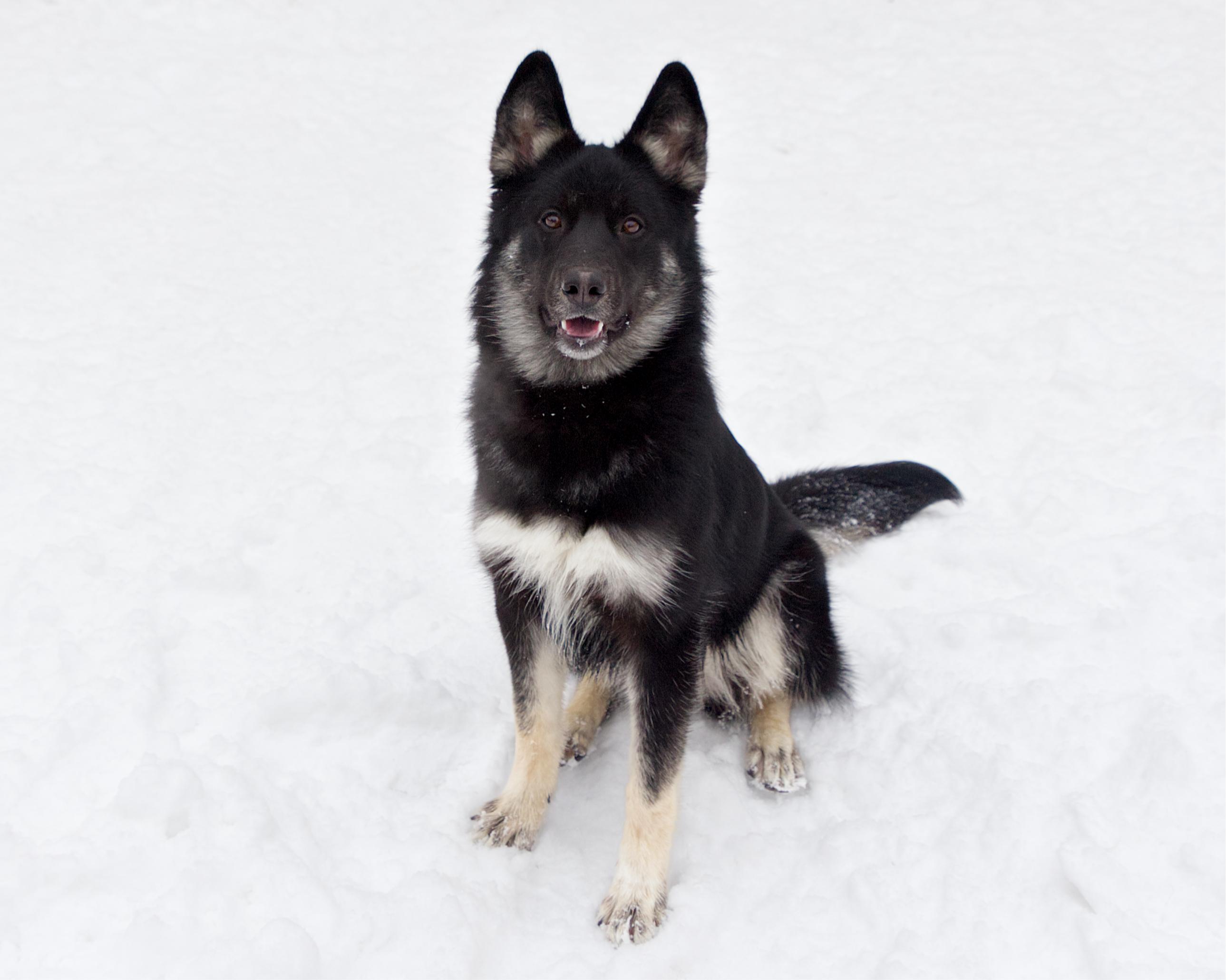 Enlarge Arizona, an adoptable mixed breed in Winnipeg, MB image 3/3