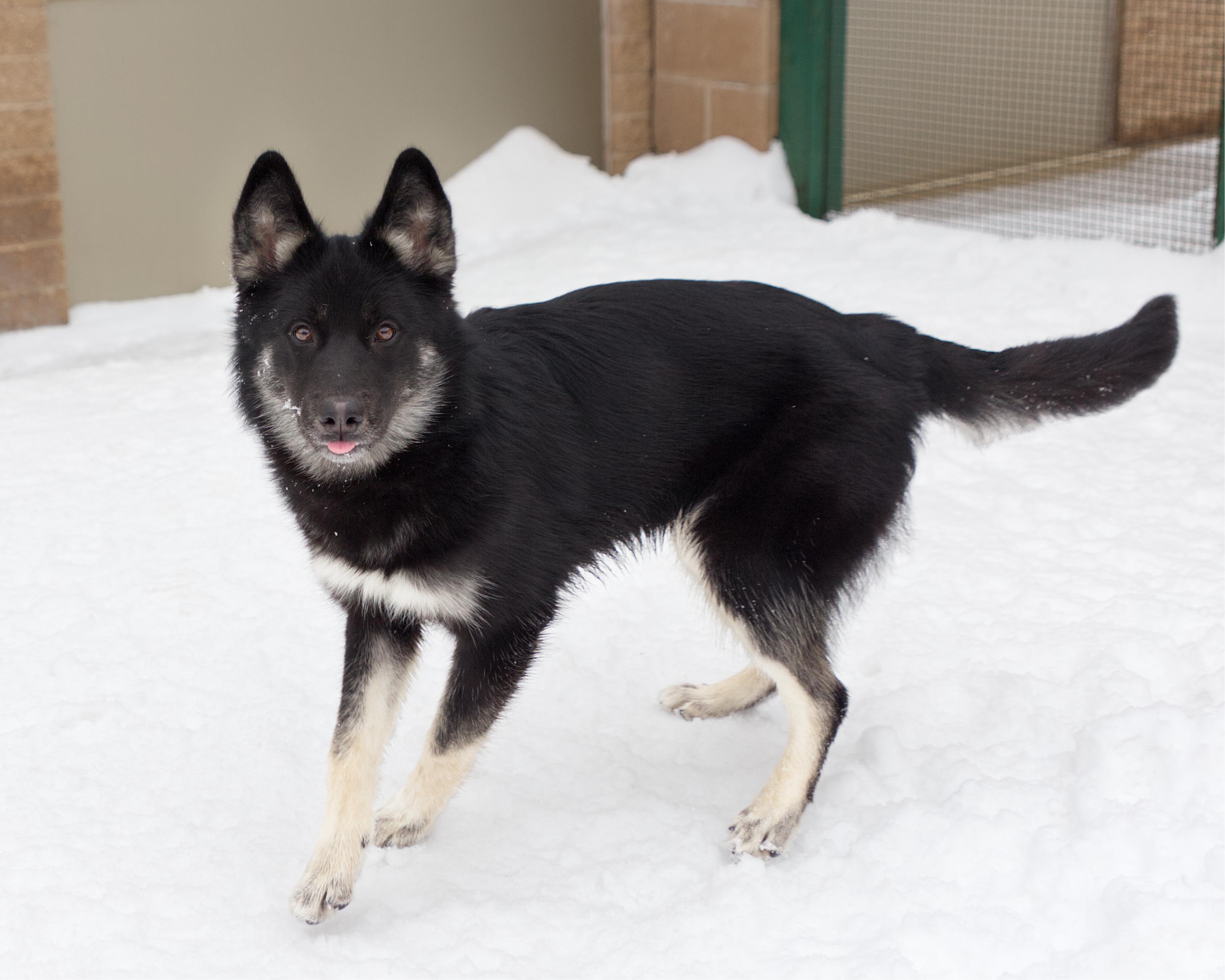 Enlarge Arizona, an adoptable mixed breed in Winnipeg, MB image 2/3