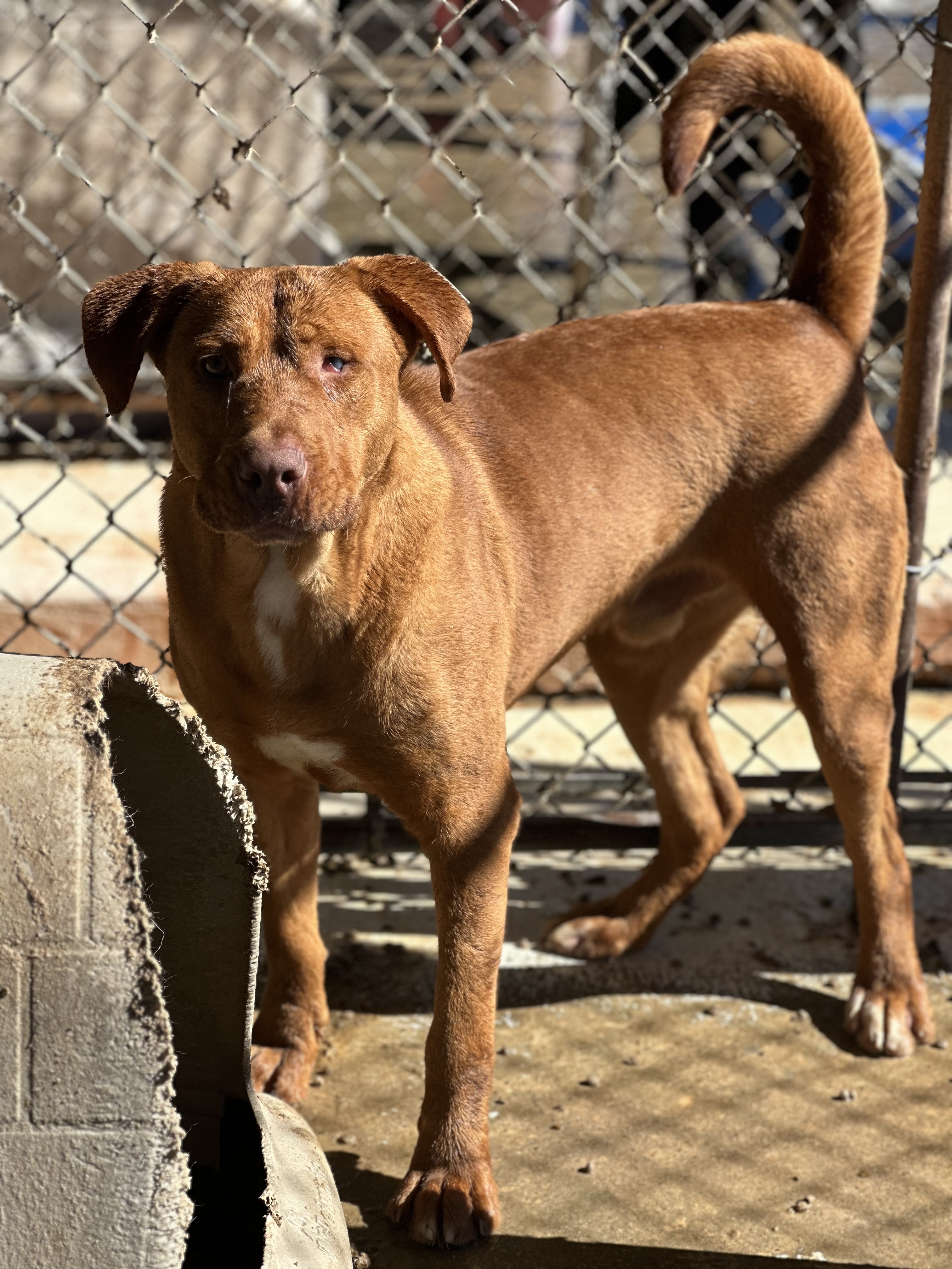 Rusty, Adoptable, Adult Male Mixed Breed.