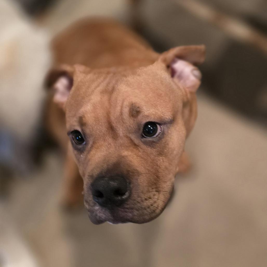 Jax, Adoptable, Young Male Pit Bull Terrier.