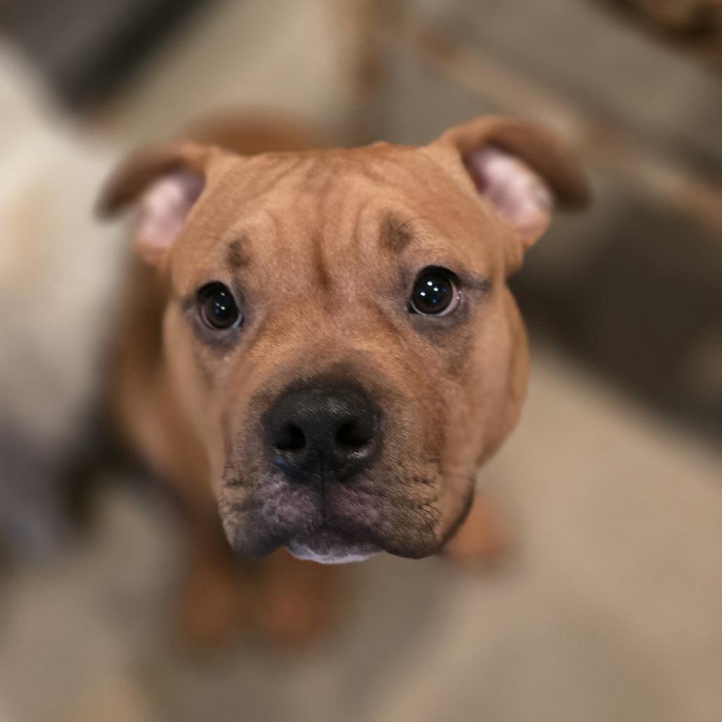 Enlarge Jax, a Adoptable Pit Bull Terrier in Dixon, IL image 2/3