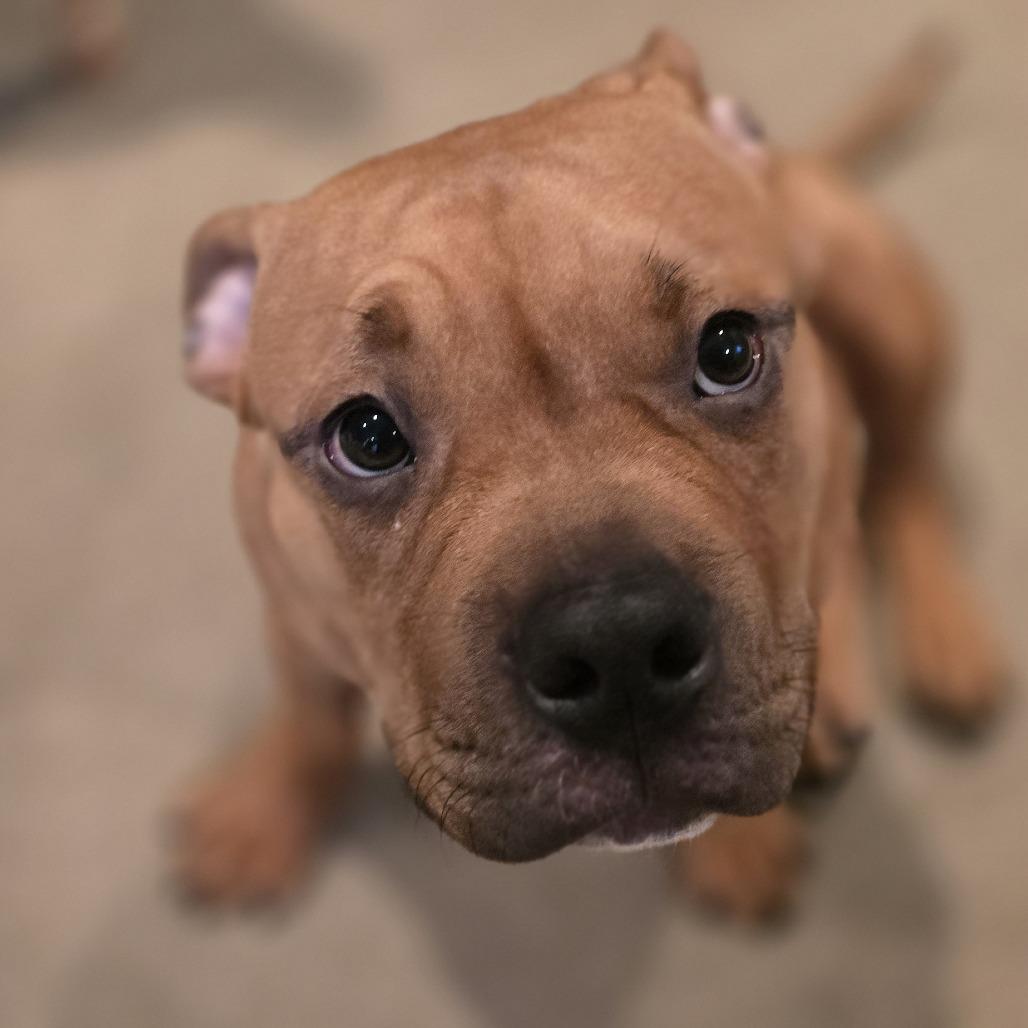 Enlarge Jax, a Adoptable Pit Bull Terrier in Dixon, IL image 3/3