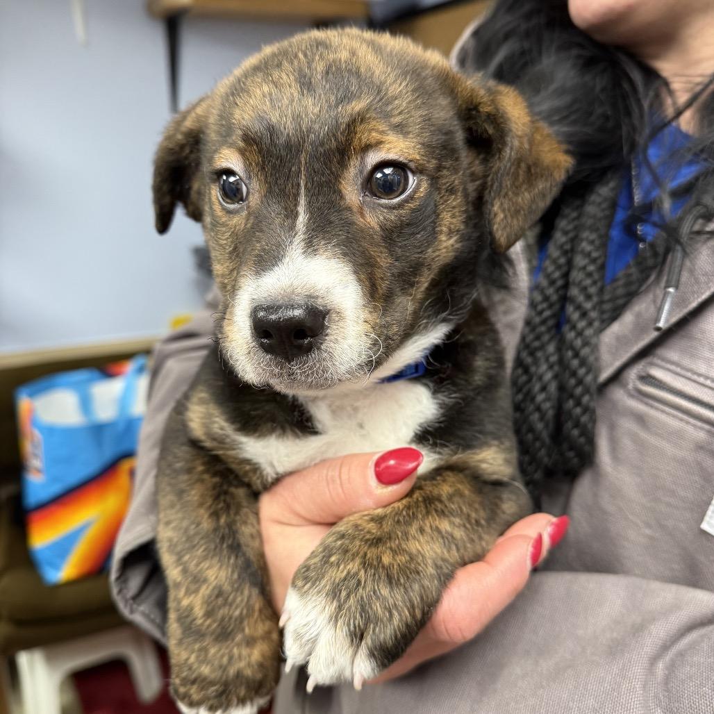 Enlarge Tupac, a Adoptable Mixed Breed in Uniontown, PA image 1/3