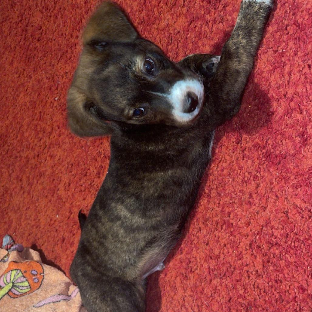 Enlarge Tupac, a Adoptable Mixed Breed in Uniontown, PA image 2/3