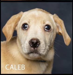 Caleb (Gypsy & the Parsonage Pups), Adoptable, Puppy Male Mixed Breed.