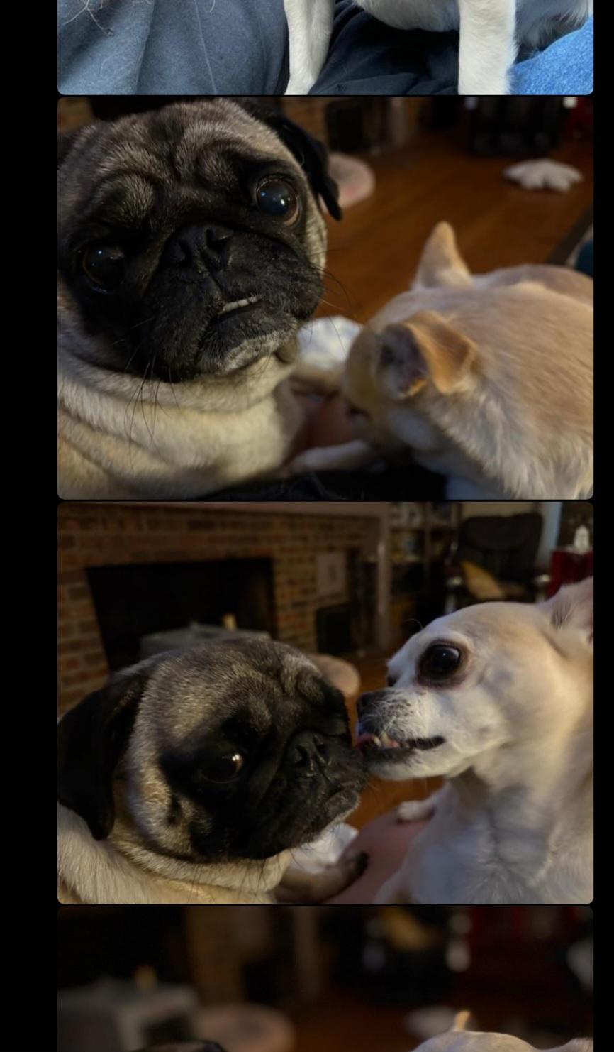Enlarge Missy & Beethoven, a Adoptable Pug in Overland Park, KS image 1/4