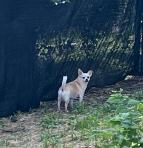 Enlarge Missy & Beethoven, a Adoptable Pug in Overland Park, KS image 2/4
