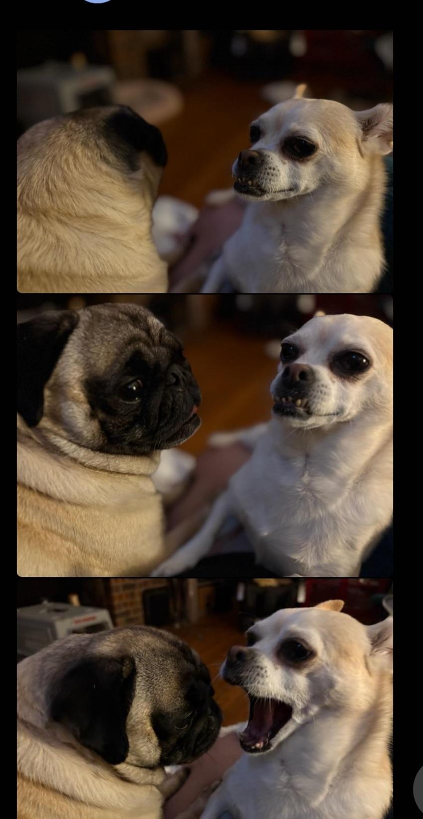 Missy & Beethoven thumbnail 3