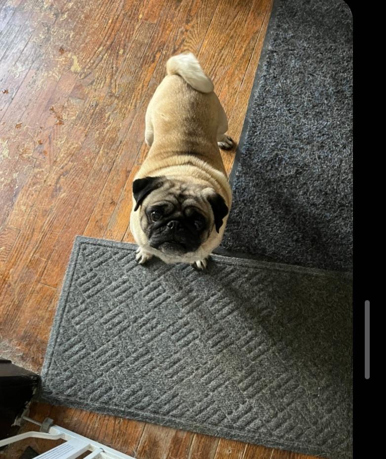 Enlarge Missy & Beethoven, a Adoptable Pug in Overland Park, KS image 4/4