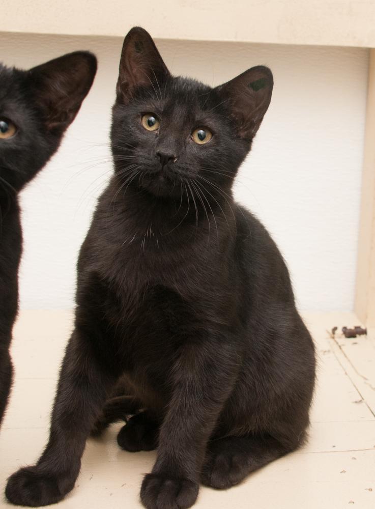 Onyx (gets adopted with Opal), a Adoptable Domestic Short Hair in Westminster, CO image 1/3