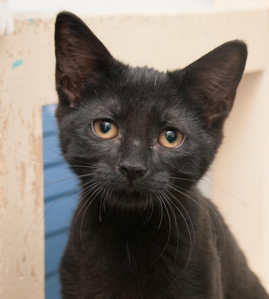 Onyx (gets adopted with Opal)