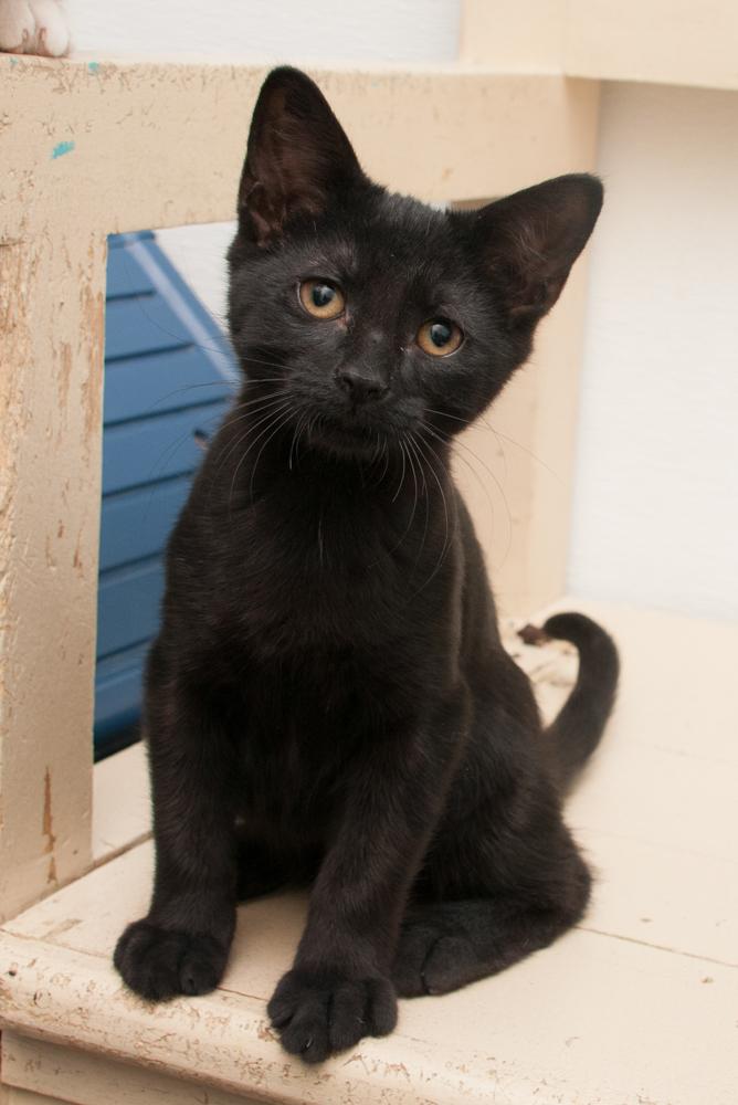 Onyx (gets adopted with Opal)