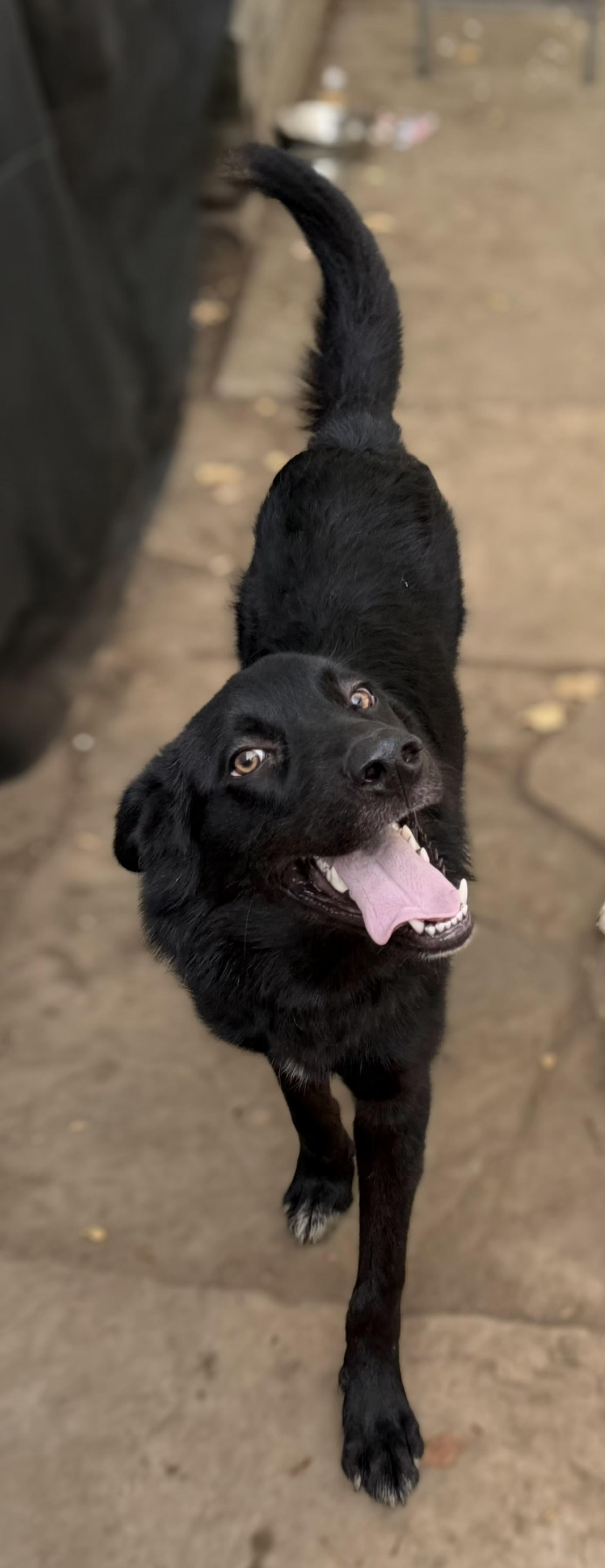 Enlarge Rook, a Adoptable mixed breed in Fort Collins, CO image 1/4