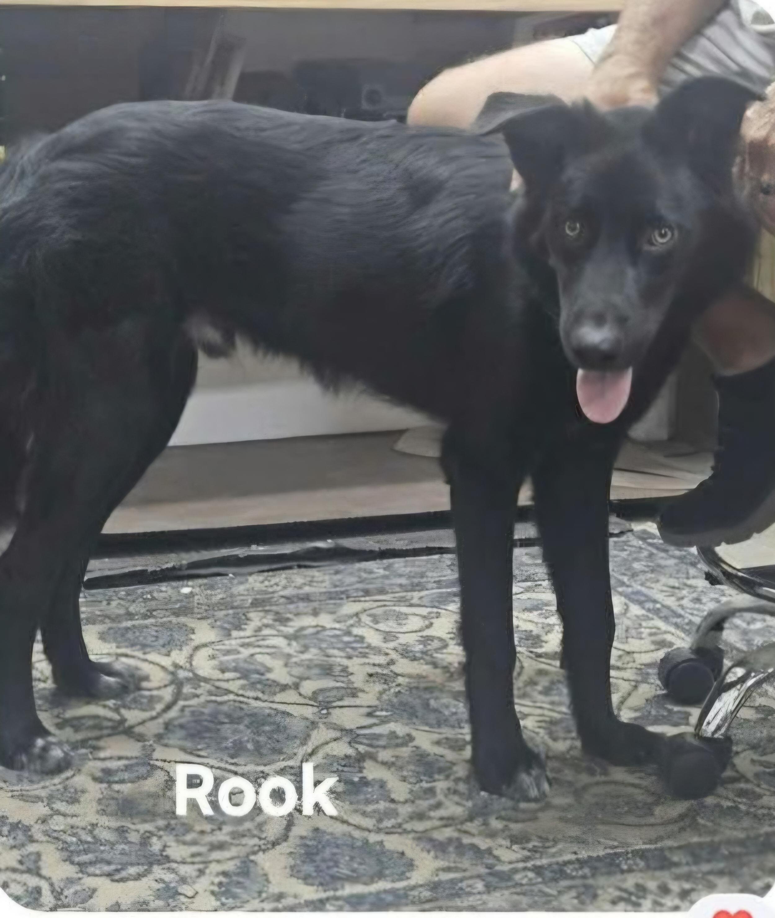 Enlarge Rook, a Adoptable mixed breed in Fort Collins, CO image 3/4
