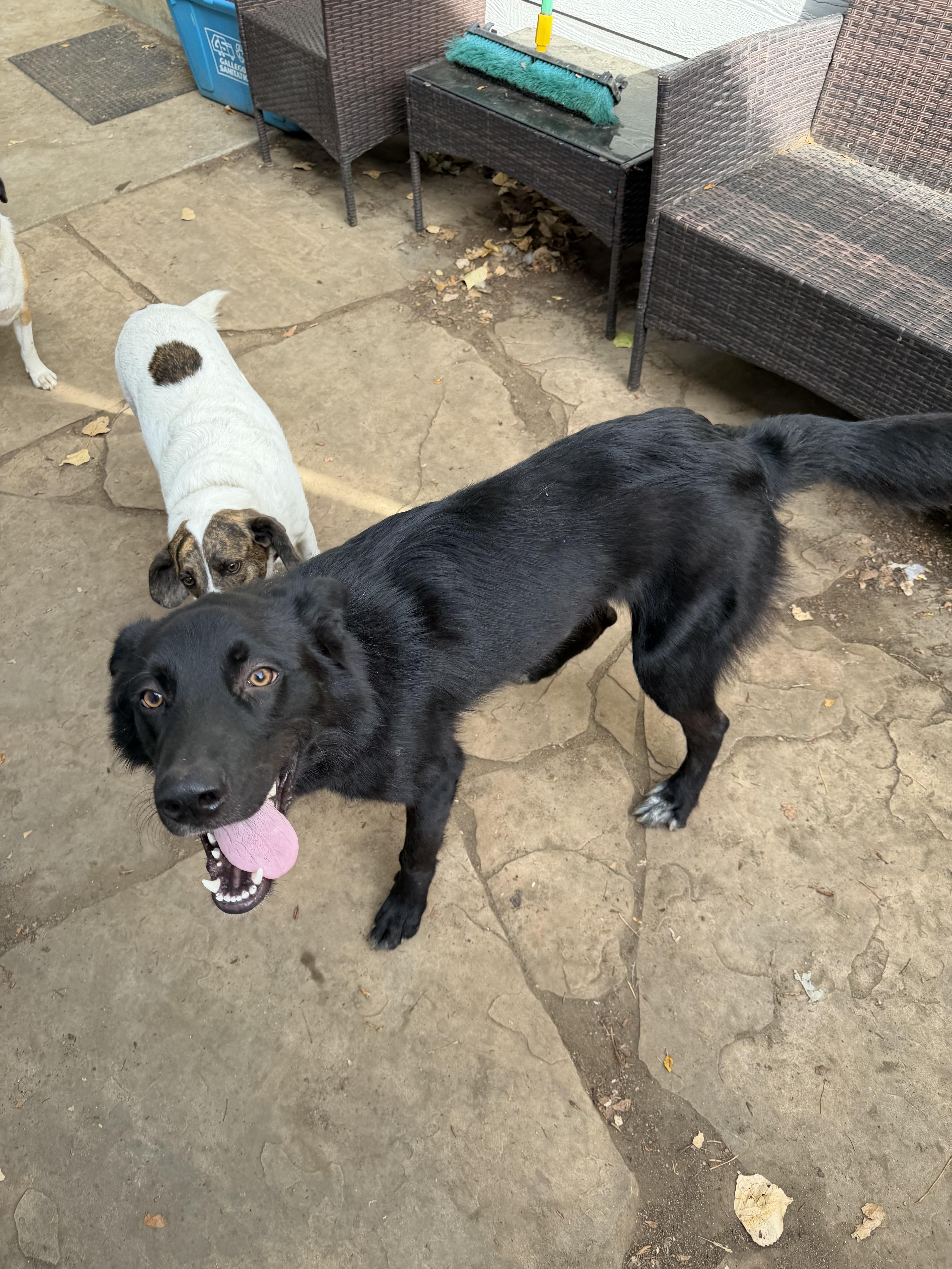 Enlarge Rook, a Adoptable mixed breed in Fort Collins, CO image 2/4