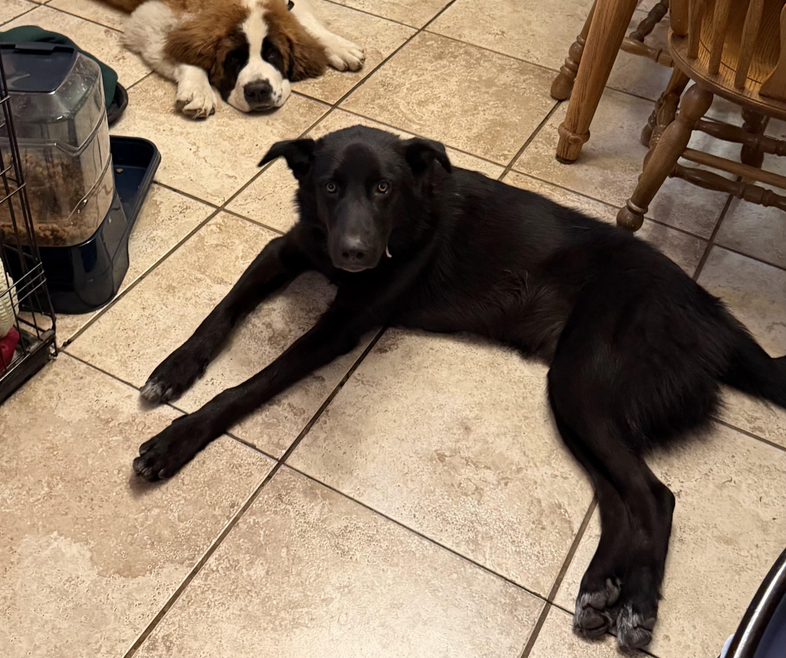 Enlarge Rook, a Adoptable mixed breed in Fort Collins, CO image 4/4