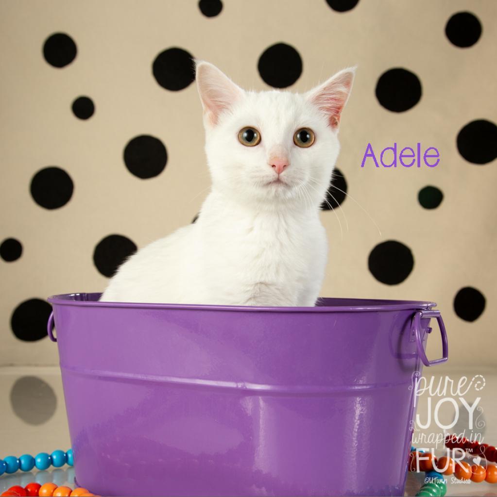 Adele, Adoptable, Adult Female Domestic Short Hair.