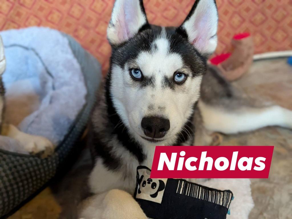 Enlarge Nicholas, a Adoptable Husky in Libertyville, IL image 1/6