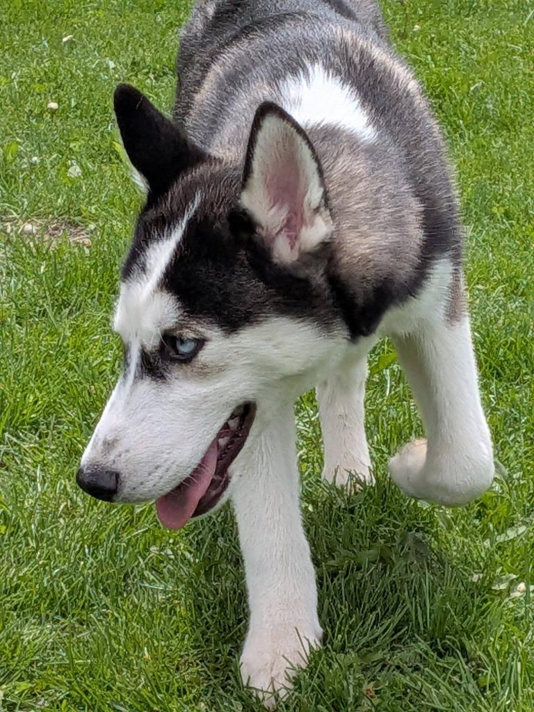 Enlarge Nicholas, a Adoptable Husky in Libertyville, IL image 2/6