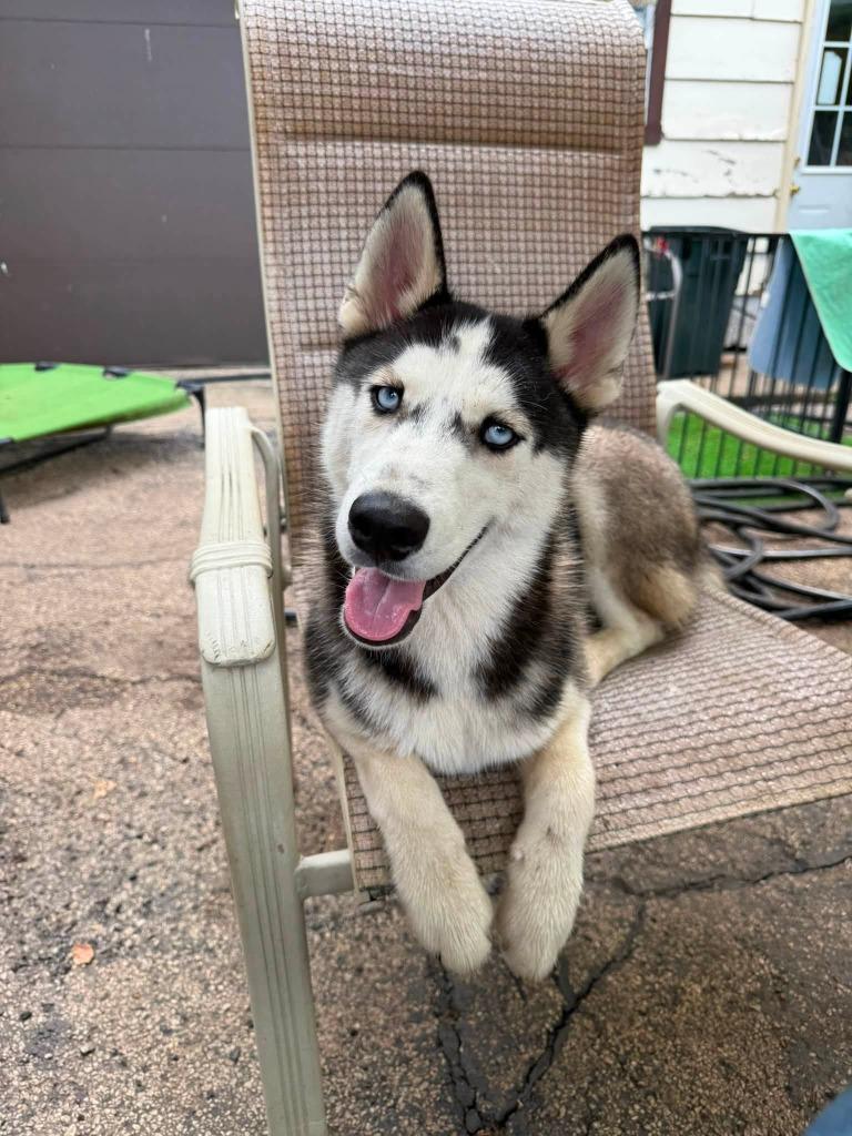 Enlarge Nicholas, a Adoptable Husky in Libertyville, IL image 3/6