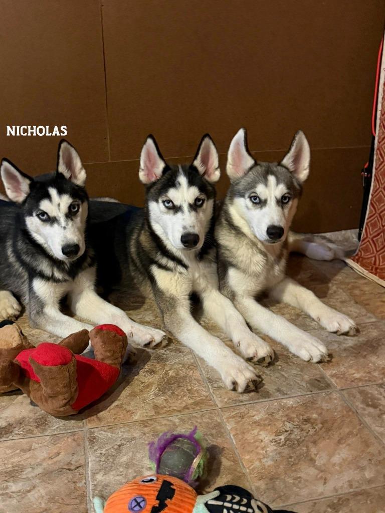Enlarge Nicholas, a Adoptable Husky in Libertyville, IL image 4/6