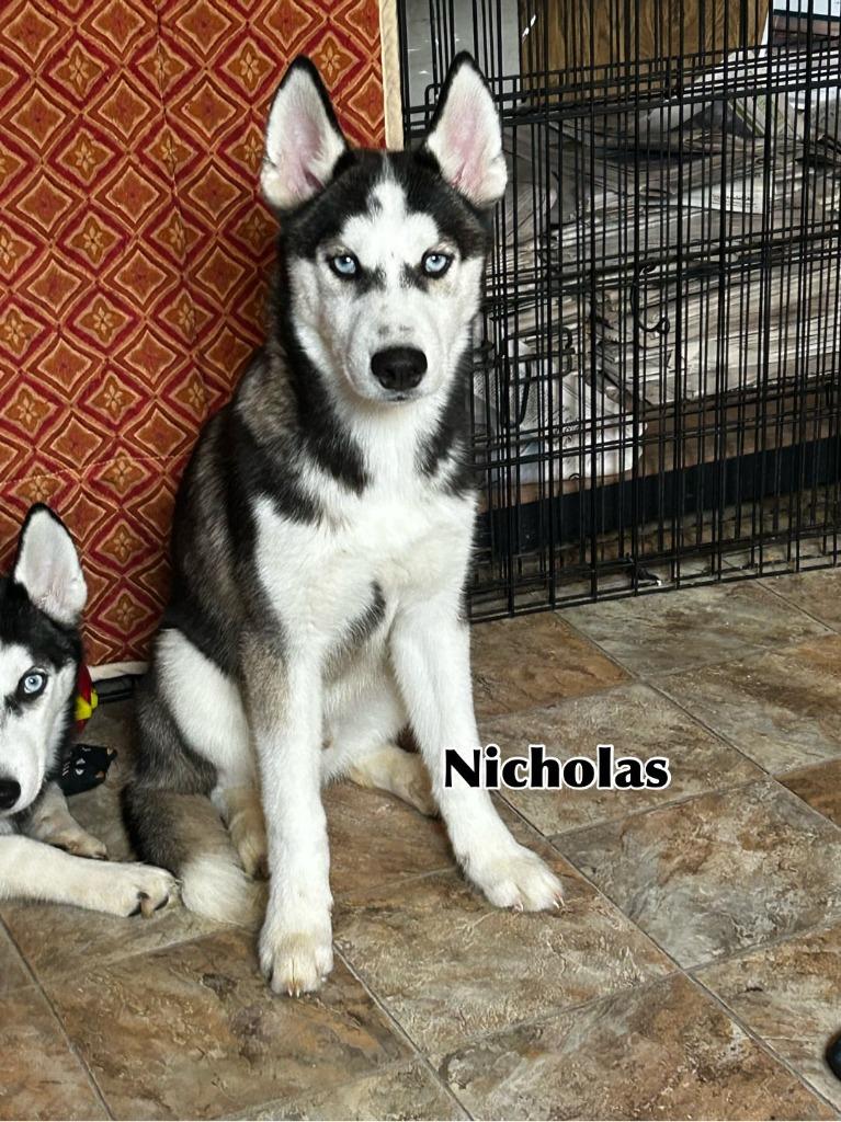 Enlarge Nicholas, a Adoptable Husky in Libertyville, IL image 5/6