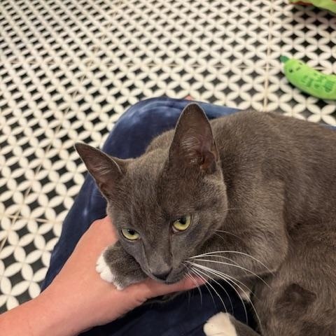 Gochu (lap cat) photo 3