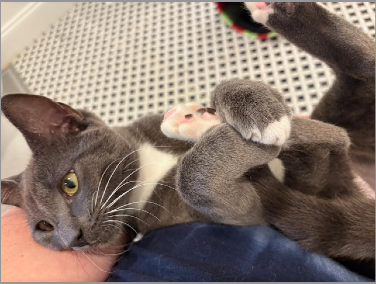 Gochu (lap cat) photo 4