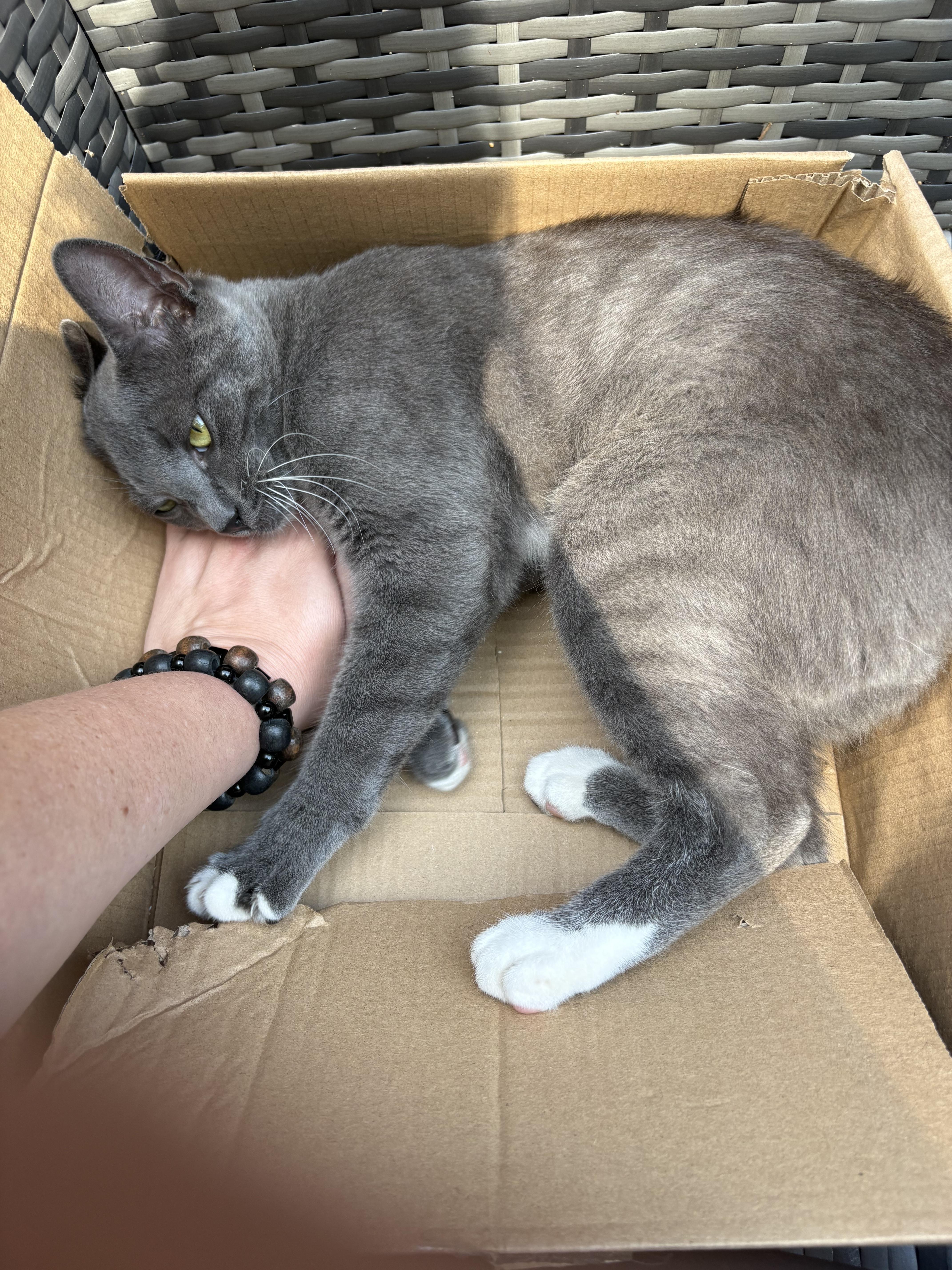 Gochu (lap cat) photo 6