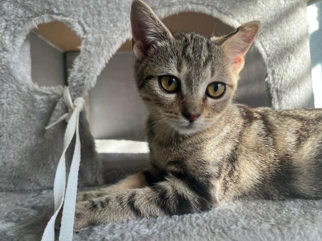 Sadie is my little Sweetie, ADOPTABLE, Kitten Female Tabby & Domestic Short Hair.