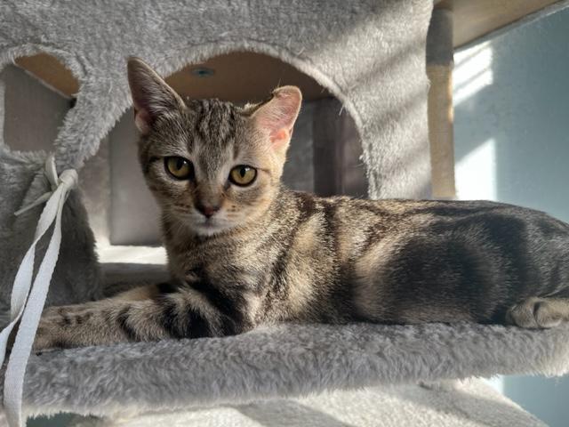 Enlarge Sadie is my little Sweetie, a ADOPTABLE mixed breed in Eagle Point, OR image 2/6