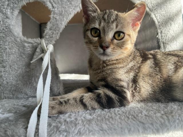 Enlarge Sadie is my little Sweetie, a ADOPTABLE mixed breed in Eagle Point, OR image 3/6