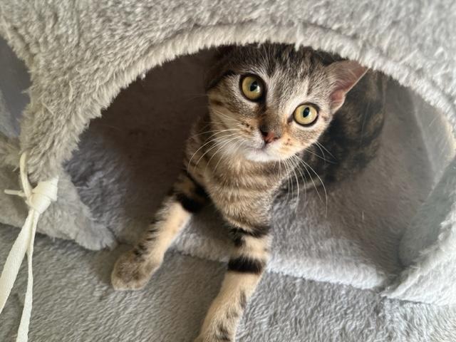 Enlarge Sadie is my little Sweetie, a ADOPTABLE mixed breed in Eagle Point, OR image 4/6