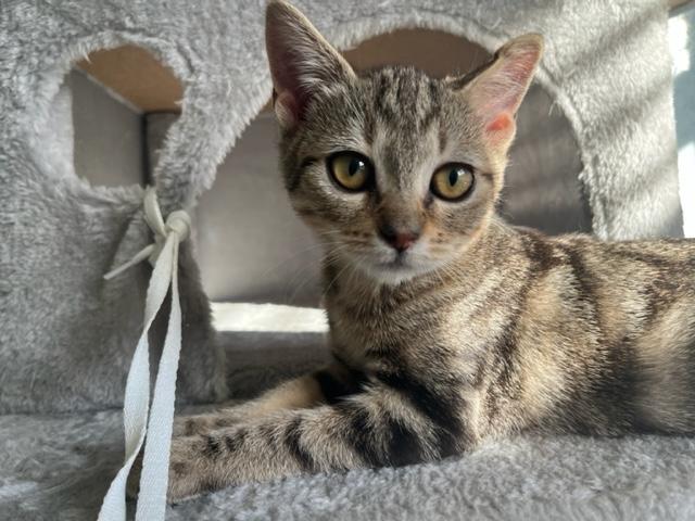 Enlarge Sadie is my little Sweetie, a ADOPTABLE mixed breed in Eagle Point, OR image 5/6