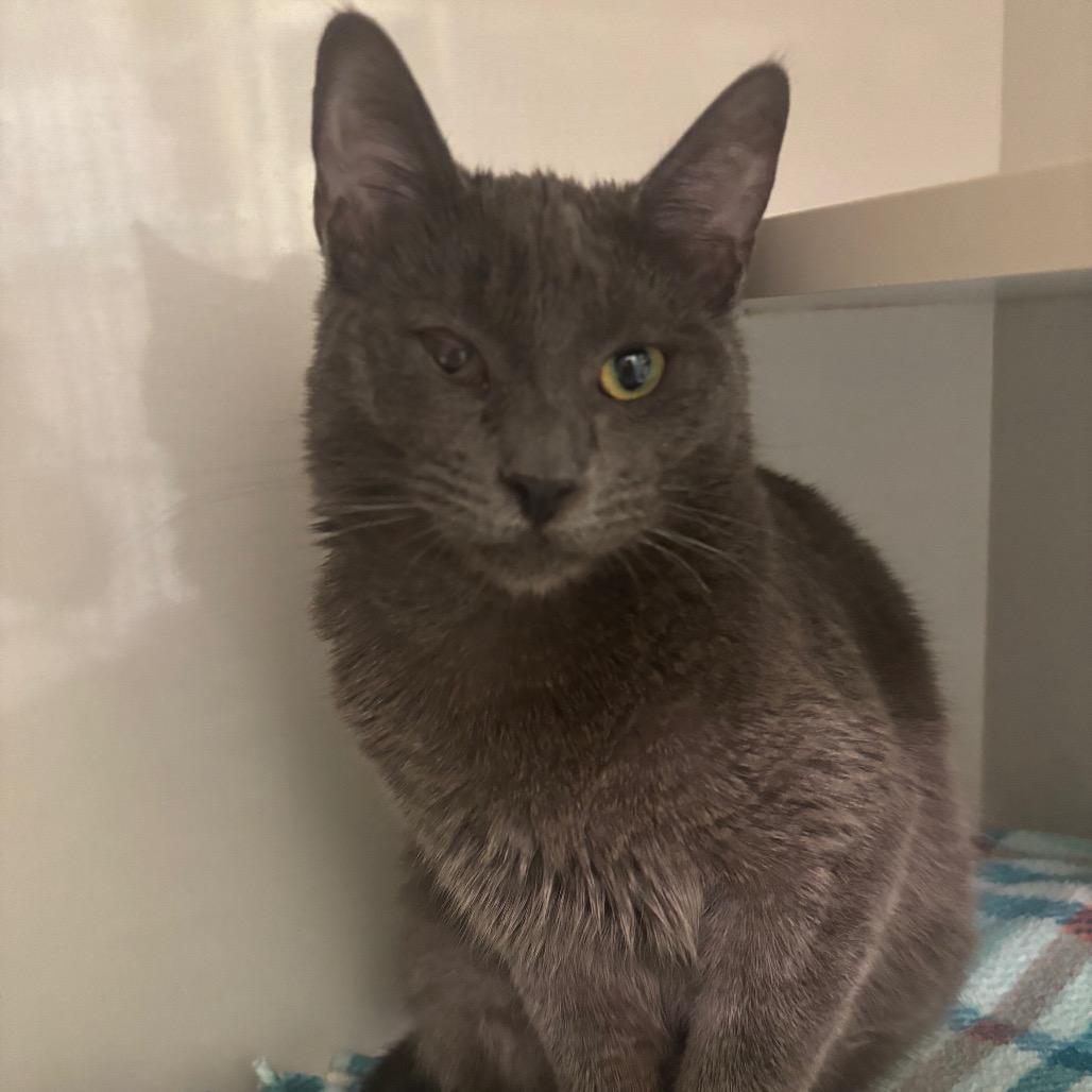 Ashes, Adoptable, Young Female Domestic Short Hair.